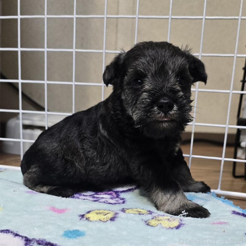 成約済の岡山県のミニチュアシュナウザー-435084の9枚目