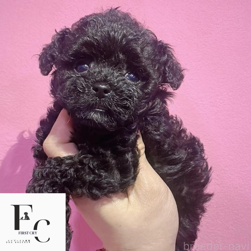 販売中の栃木県のティーカッププードル-437784の4枚目