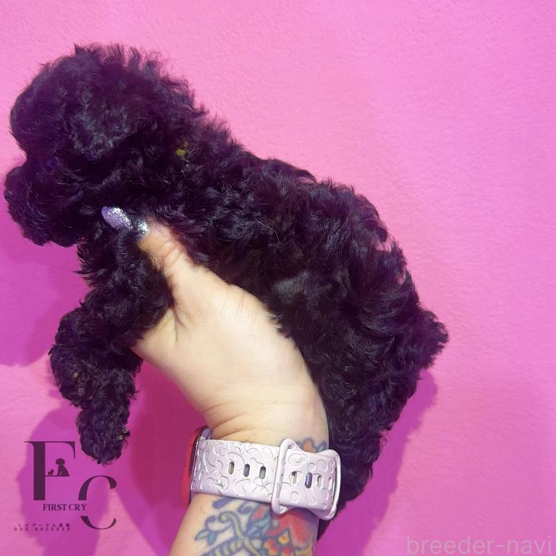 販売中の栃木県のティーカッププードル-437784の3枚目