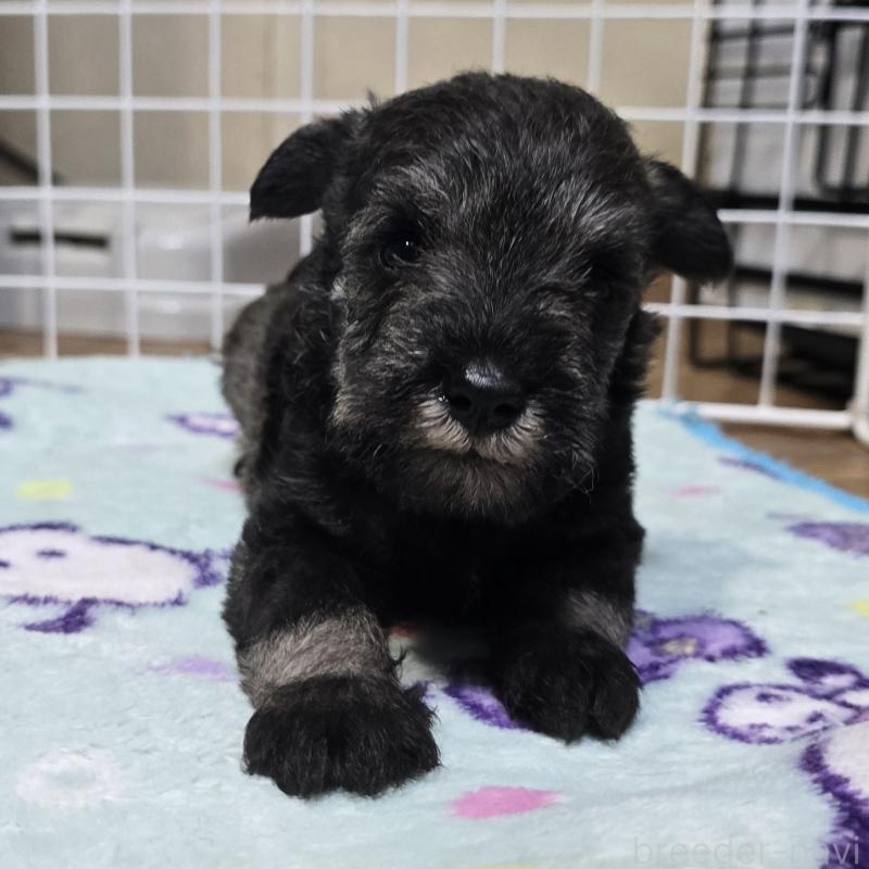 成約済の岡山県のミニチュアシュナウザー-435085の11枚目