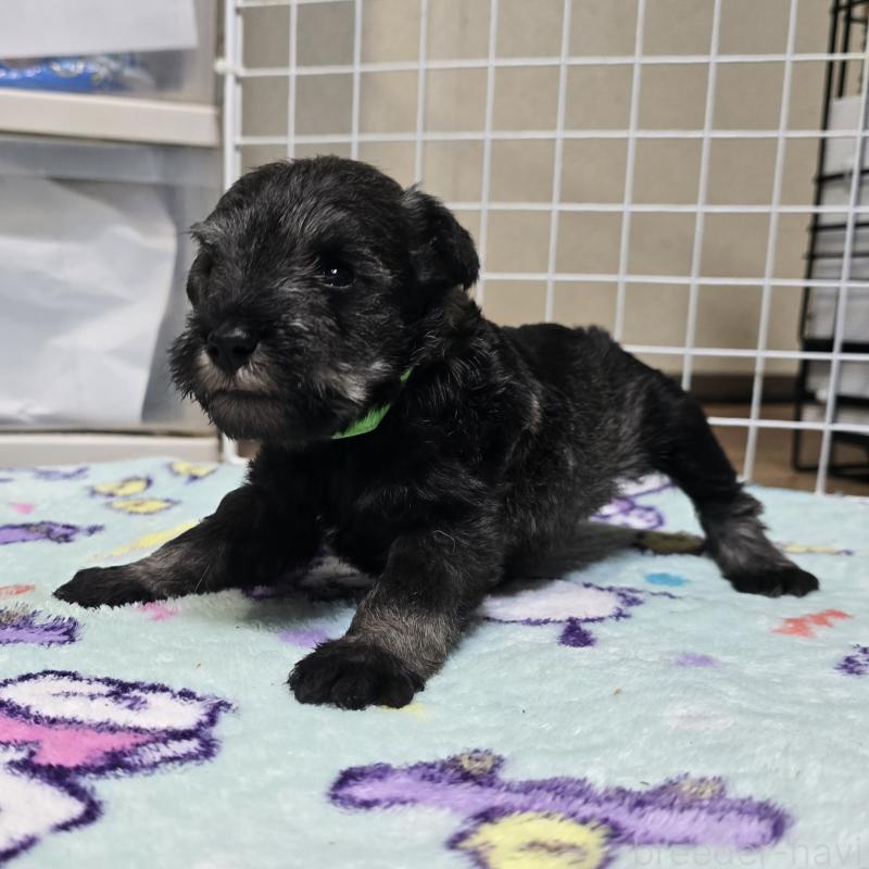 成約済の岡山県のミニチュアシュナウザー-435085の10枚目