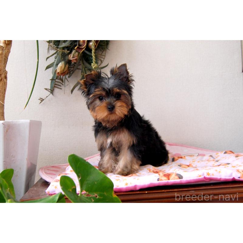 販売中の兵庫県のヨークシャーテリア-438017の8枚目