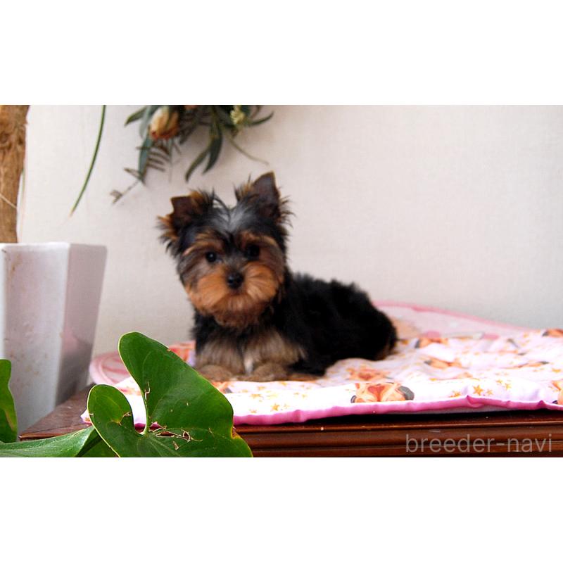 販売中の兵庫県のヨークシャーテリア-438017の7枚目