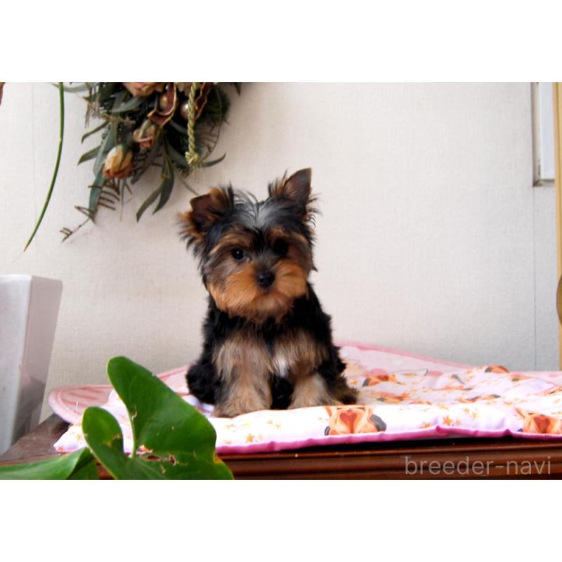 販売中の兵庫県のヨークシャーテリア-438017の6枚目
