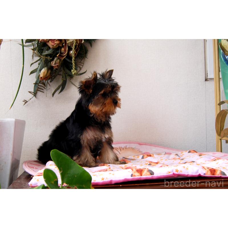 販売中の兵庫県のヨークシャーテリア-438017の5枚目