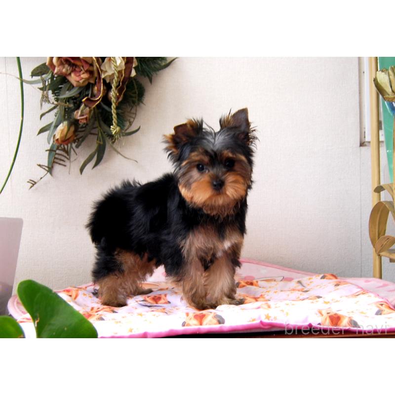 販売中の兵庫県のヨークシャーテリア-438017の4枚目