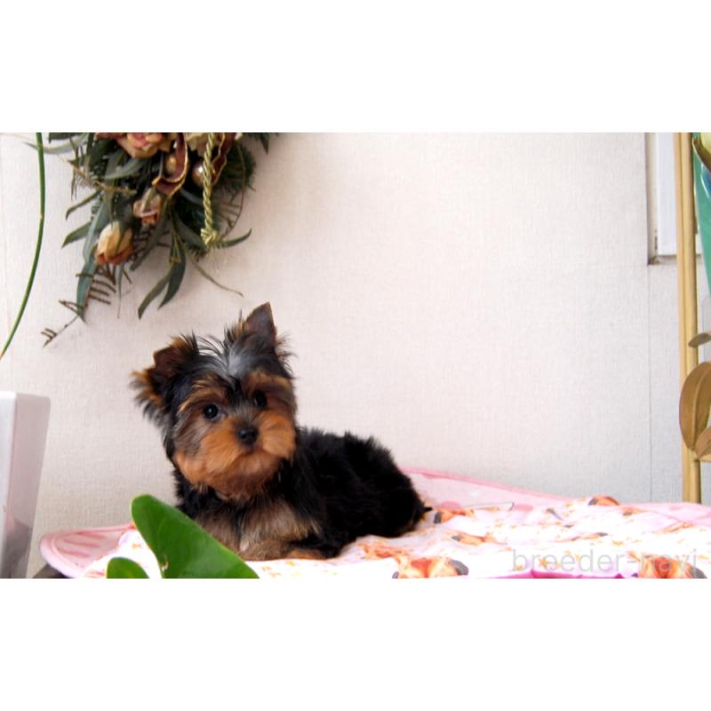 販売中の兵庫県のヨークシャーテリア-438017の2枚目