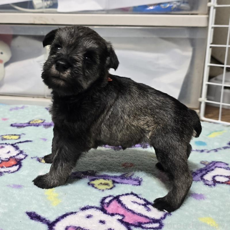 成約済の岡山県のミニチュアシュナウザー-435086の7枚目