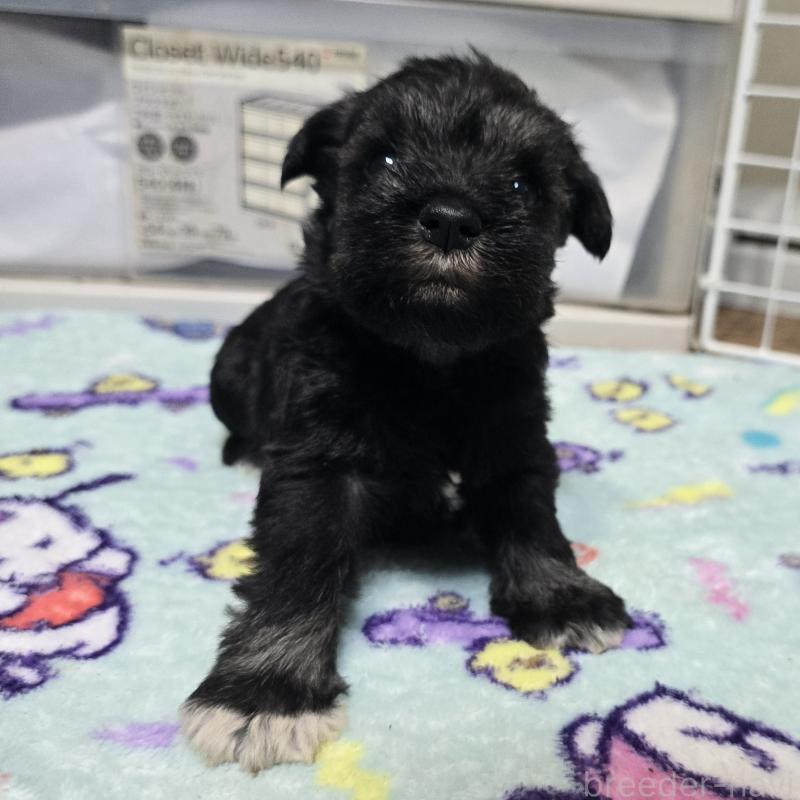 販売中の岡山県のミニチュアシュナウザー-435087