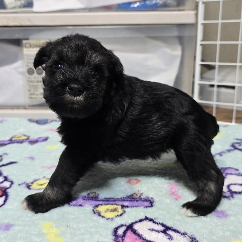 成約済の岡山県のミニチュアシュナウザー-435087の10枚目