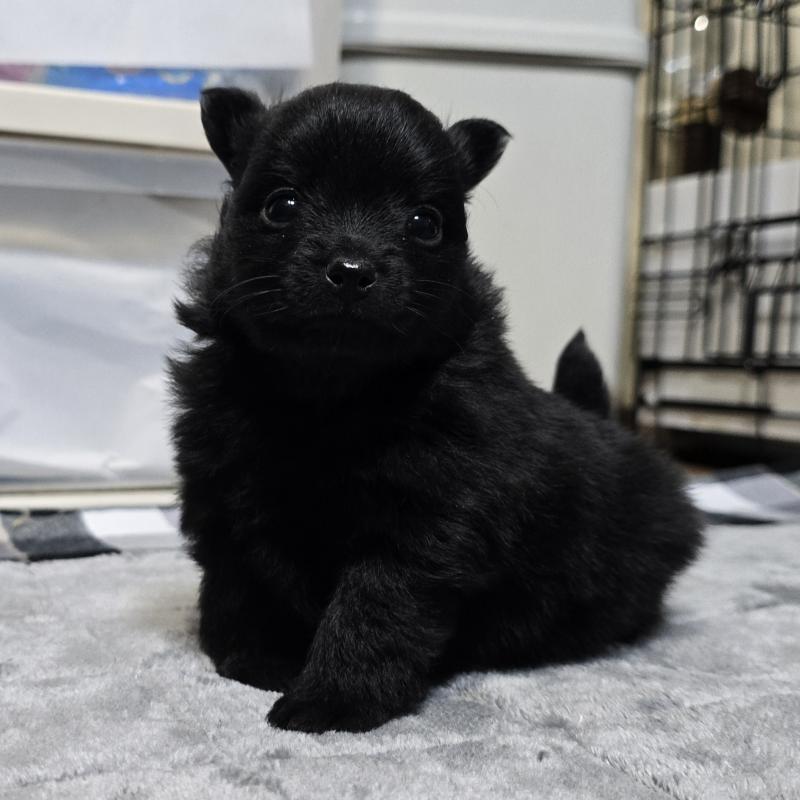 成約済の岡山県のポメラニアン-436033の1枚目