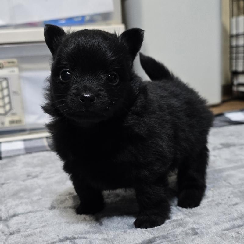 成約済の岡山県のポメラニアン-436033の3枚目