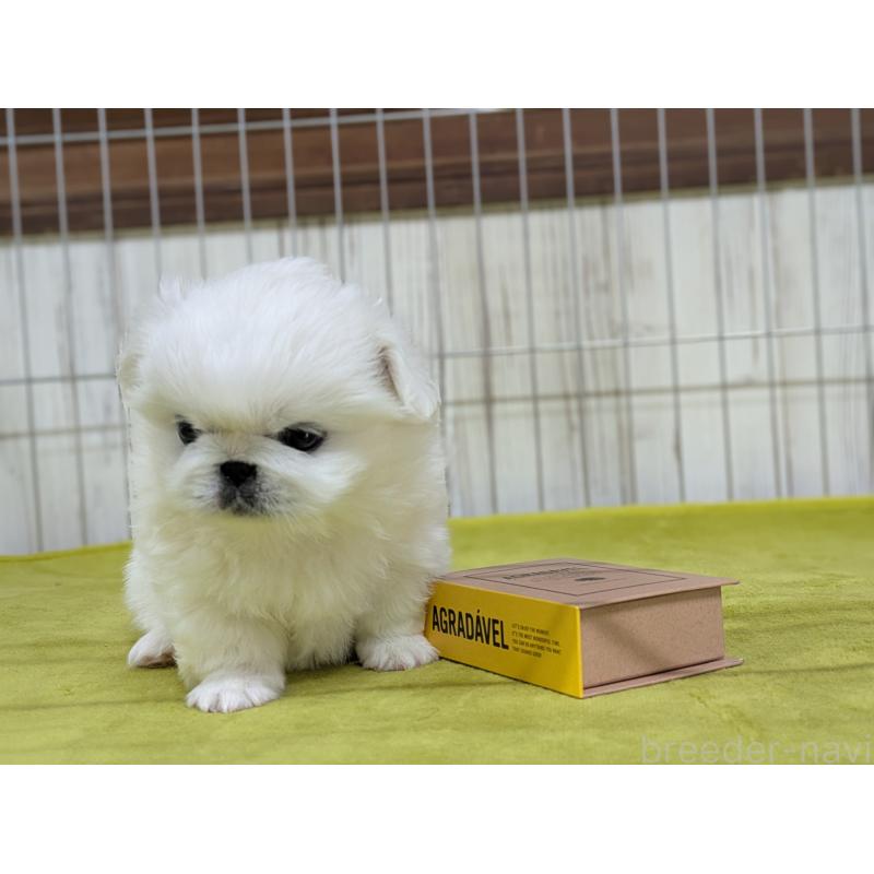 販売中の鹿児島県のペキニーズ-438021の5枚目