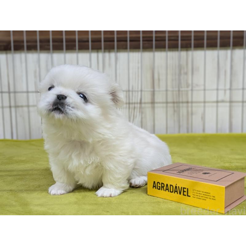 販売中の鹿児島県のペキニーズ-438021の4枚目