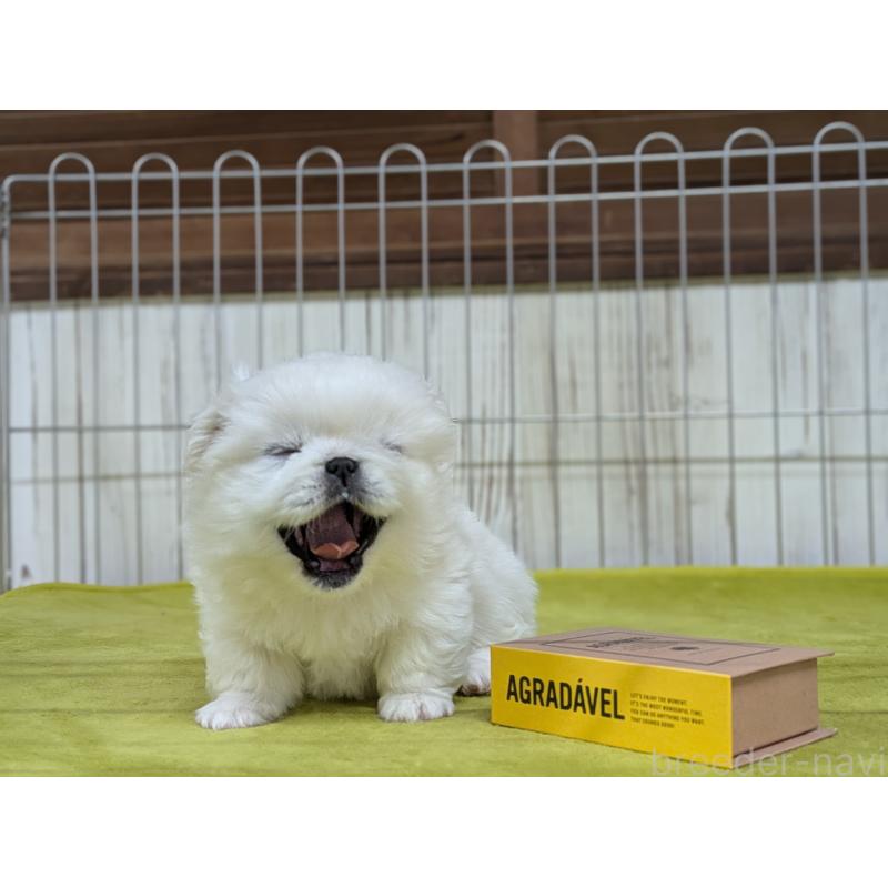 販売中の鹿児島県のペキニーズ-438021の3枚目