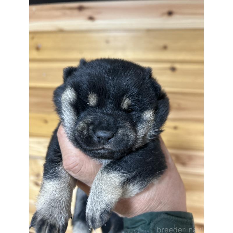 販売中の福島県の豆柴-438020の3枚目