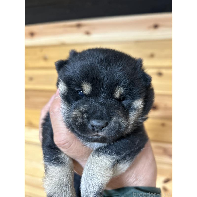 販売中の福島県の豆柴-438020の2枚目