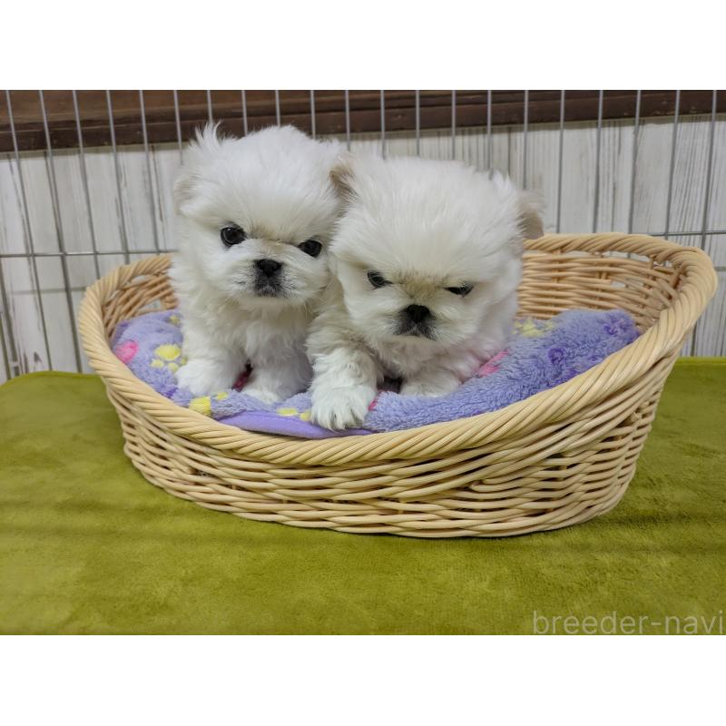 販売中の鹿児島県のペキニーズ-438021の2枚目