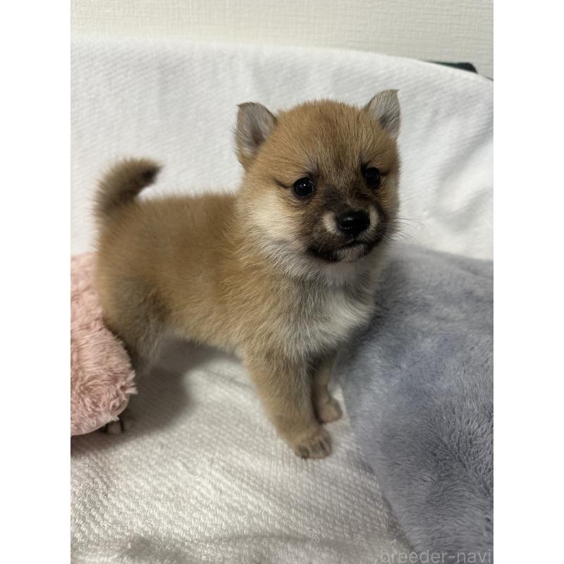 販売中の福岡県のミックス犬-438025の2枚目