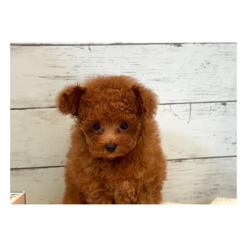 成約済の埼玉県のティーカッププードル-436222の7枚目