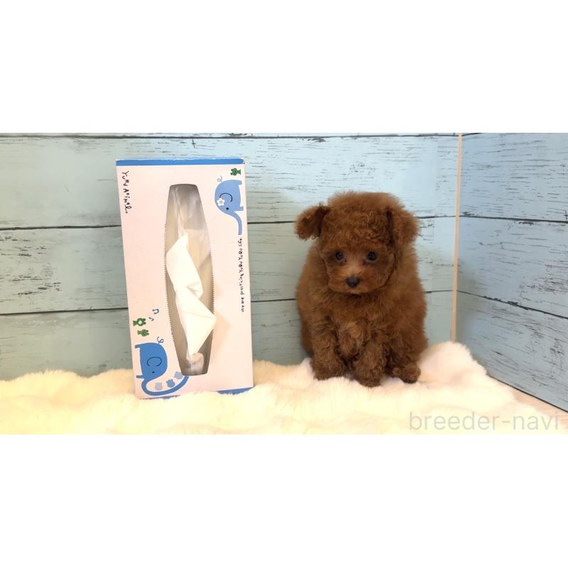 成約済の埼玉県のティーカッププードル-436222の6枚目