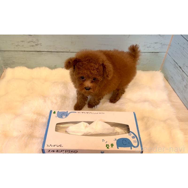 成約済の埼玉県のティーカッププードル-436222の5枚目