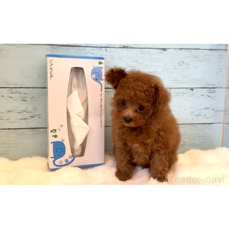 成約済の埼玉県のティーカッププードル-436222の4枚目