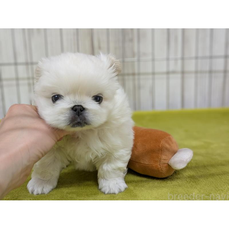 販売中の鹿児島県のペキニーズ-438023の4枚目