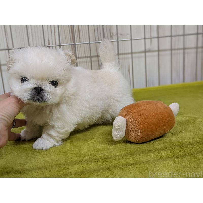 販売中の鹿児島県のペキニーズ-438023の3枚目