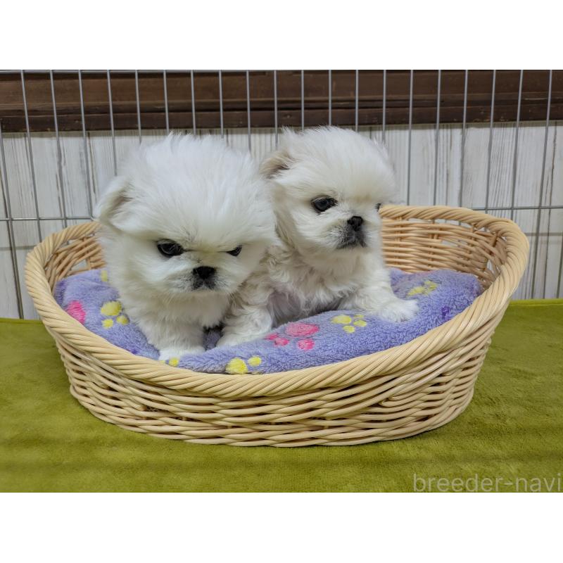 販売中の鹿児島県のペキニーズ-438023の2枚目