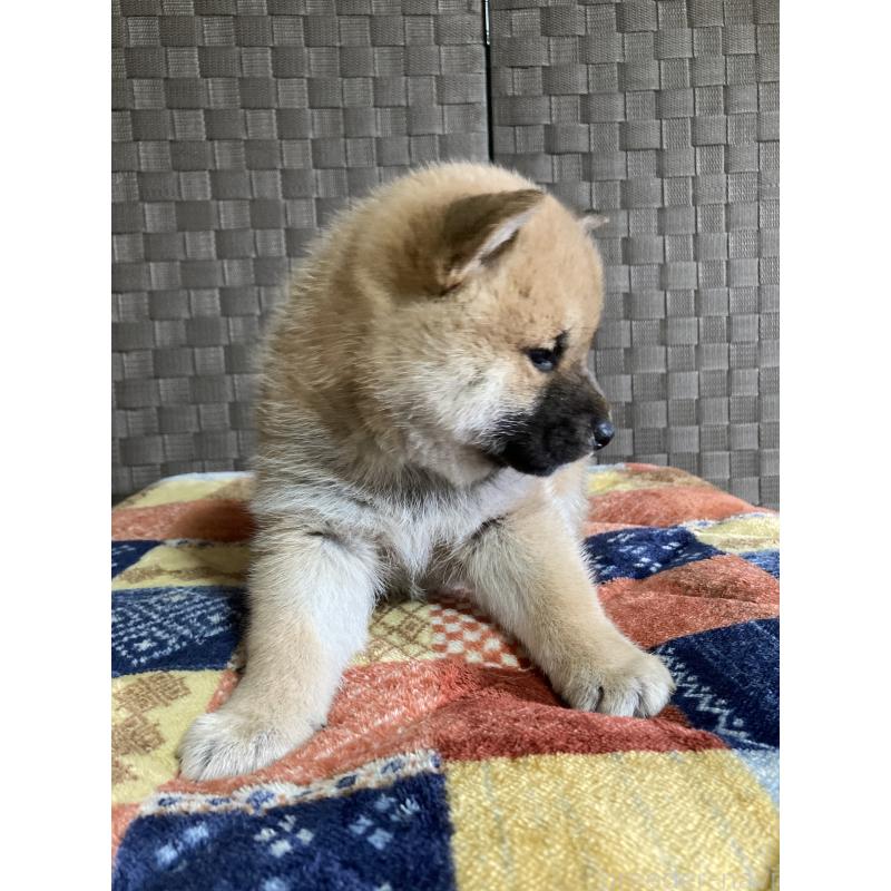 販売中の青森県の柴犬-438028の4枚目