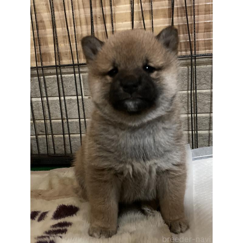 販売中の青森県の柴犬-438028の3枚目