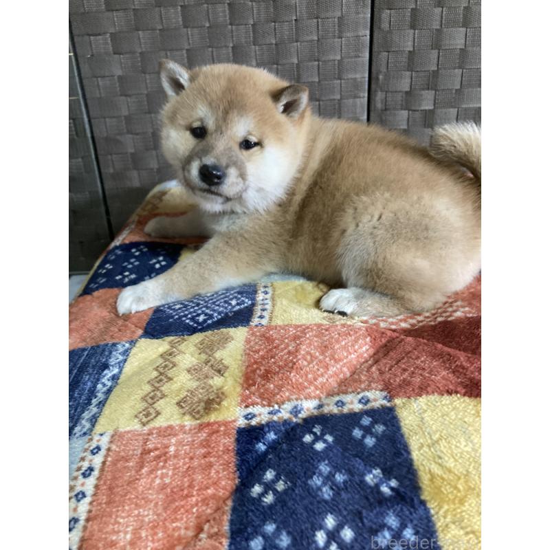 販売中の青森県の柴犬-438026の4枚目