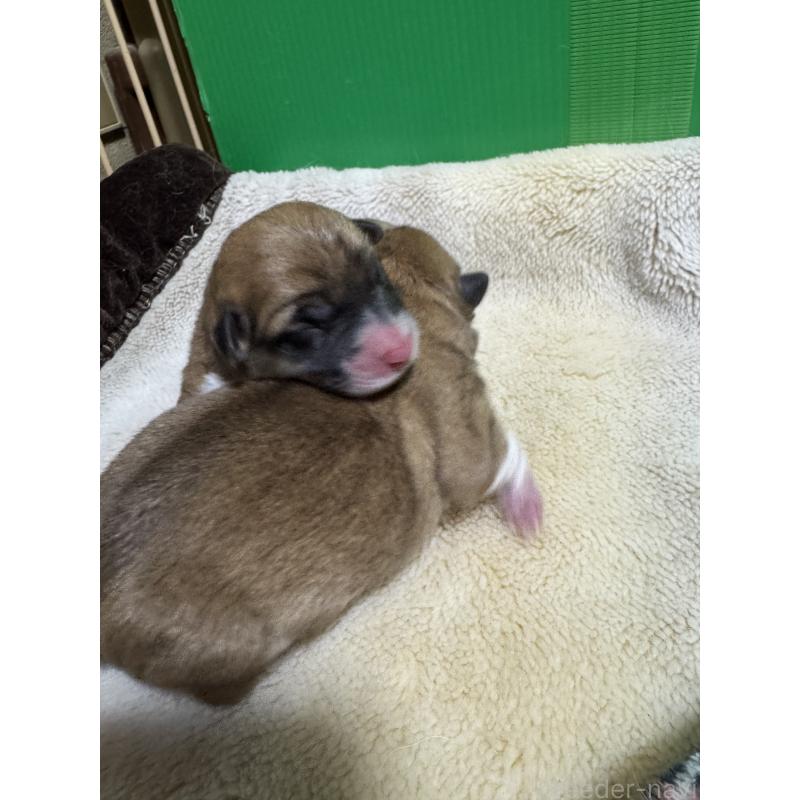 販売中の奈良県のウェルシュコーギーペンブローク-438031の3枚目