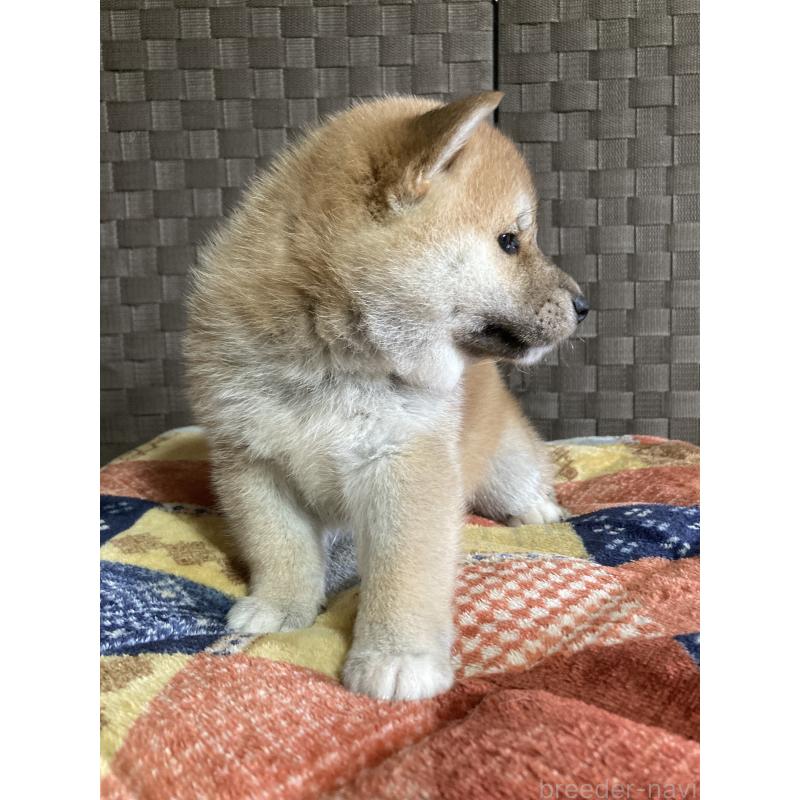 販売中の青森県の柴犬-438026の3枚目