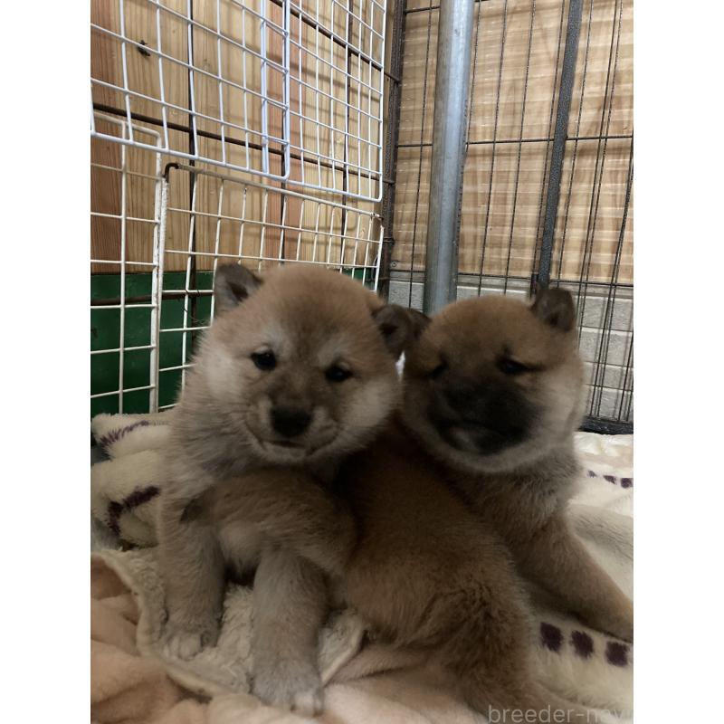 販売中の青森県の柴犬-438026の2枚目