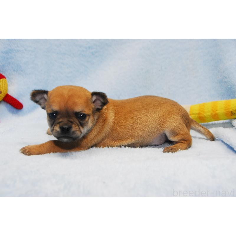 販売中の福岡県のチワワ(スムースコート)-438033の5枚目