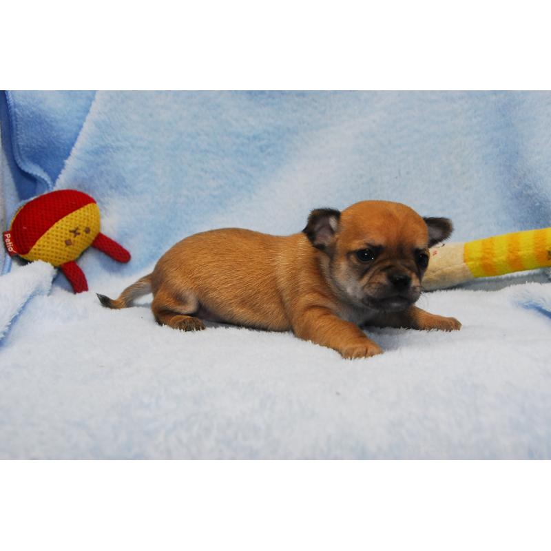 販売中の福岡県のチワワ(スムースコート)-438033の4枚目