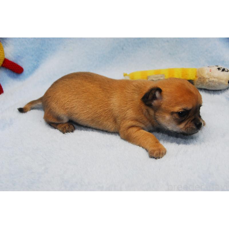 販売中の福岡県のチワワ(スムースコート)-438033の3枚目