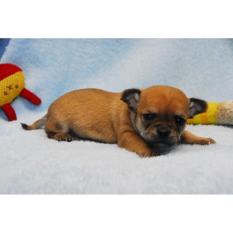 販売中の福岡県のチワワ(スムースコート)-438033の2枚目