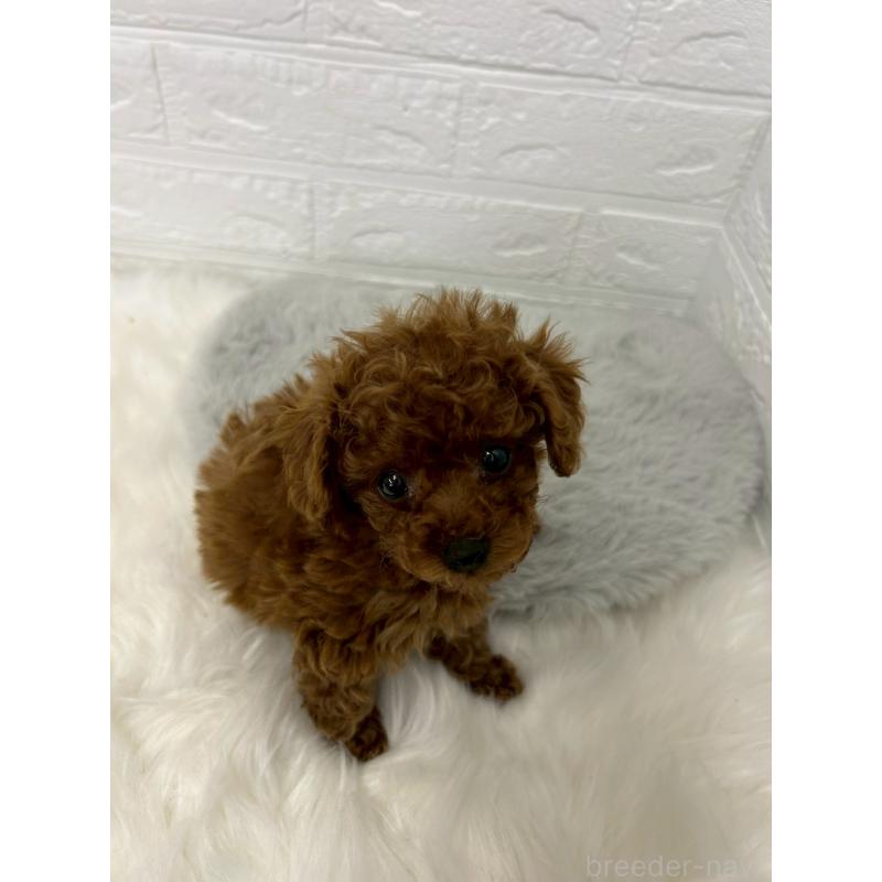 販売中の岡山県のタイニープードル-438032の11枚目