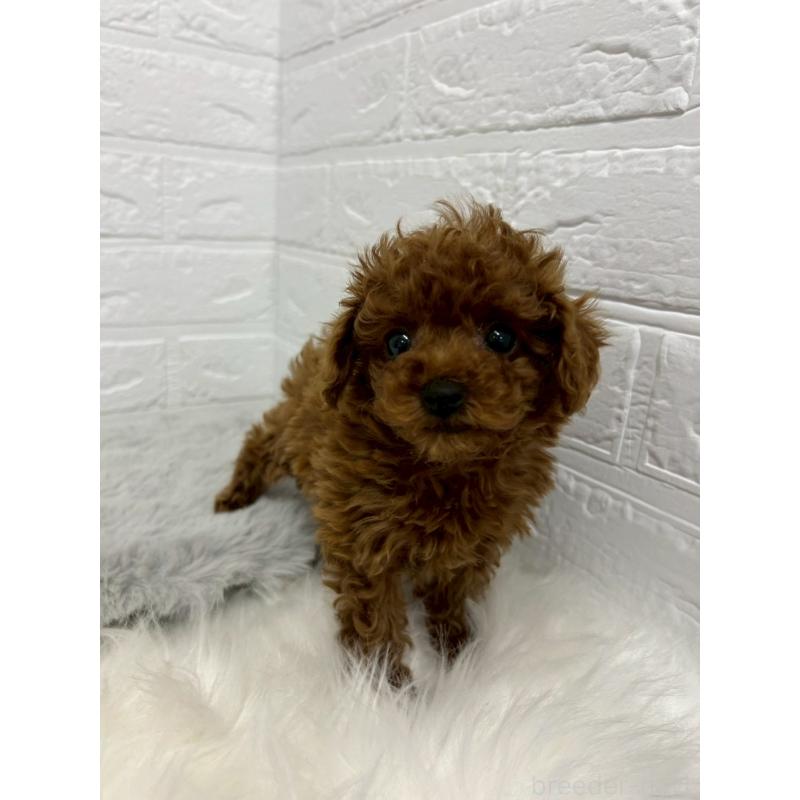 販売中の岡山県のタイニープードル-438032の8枚目