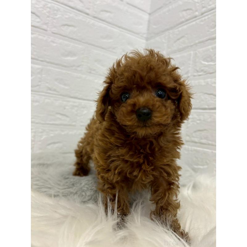 販売中の岡山県のタイニープードル-438032の6枚目