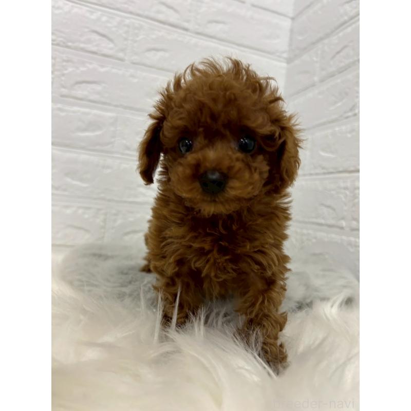 販売中の岡山県のタイニープードル-438032の4枚目