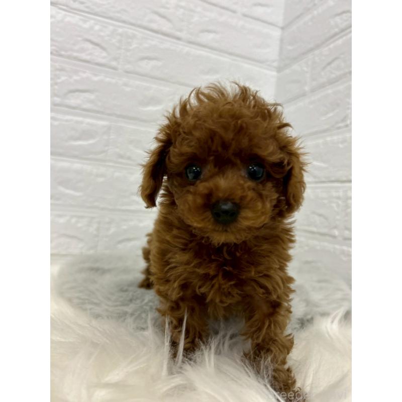 販売中の岡山県のタイニープードル-438032の3枚目