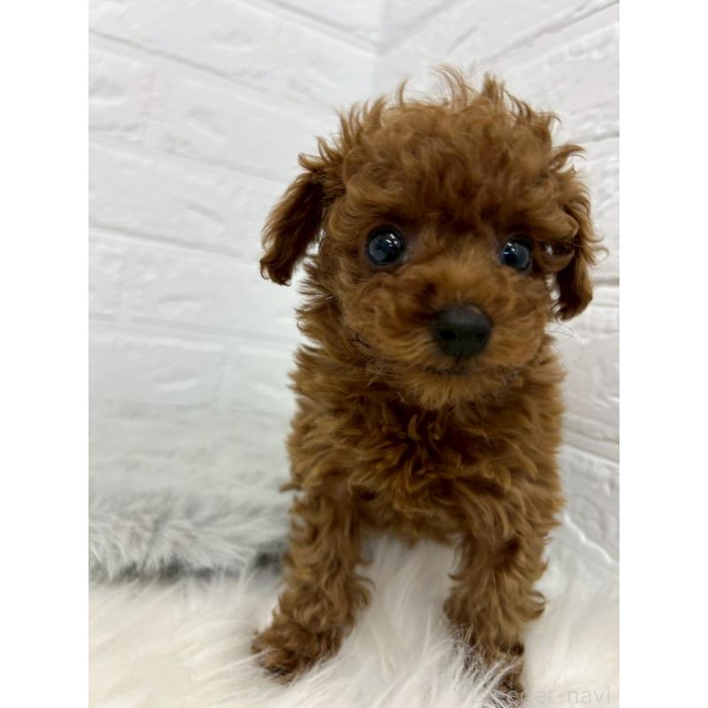 販売中の岡山県のタイニープードル-438032の2枚目