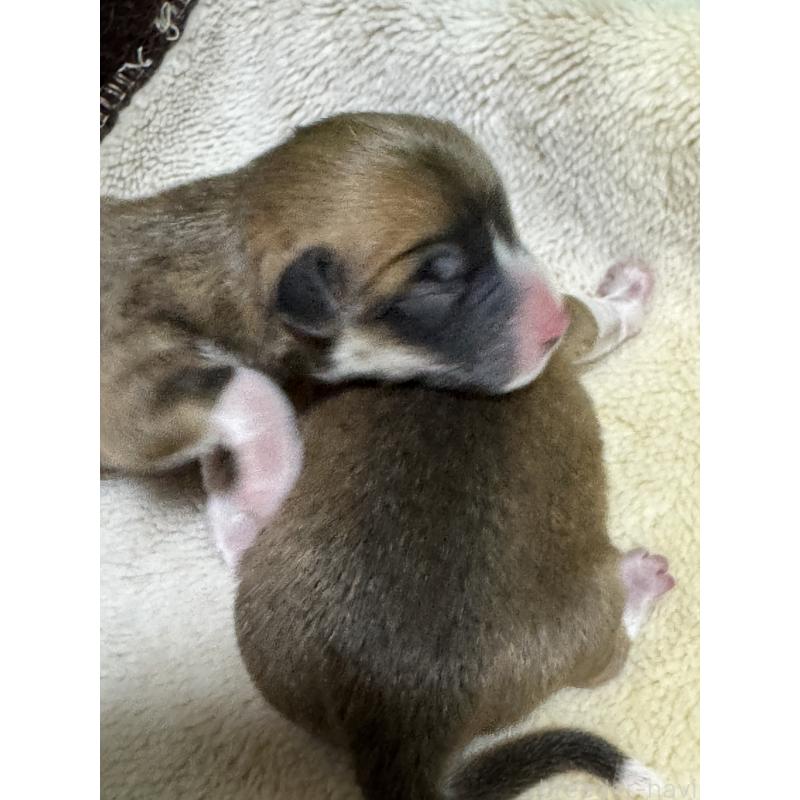 販売中の奈良県のウェルシュコーギーペンブローク-438034の4枚目