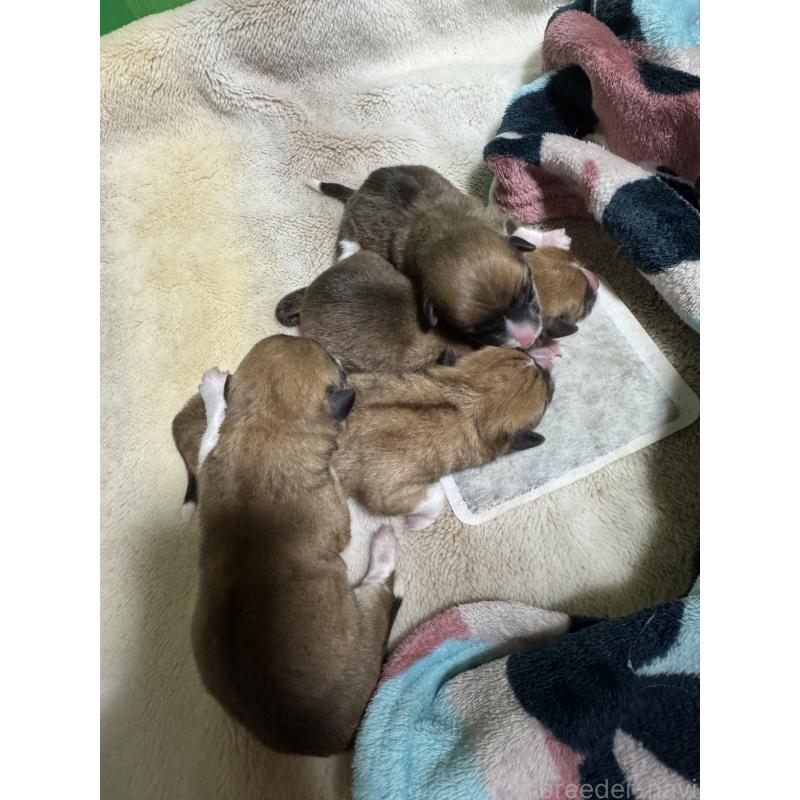 販売中の奈良県のウェルシュコーギーペンブローク-438034の2枚目