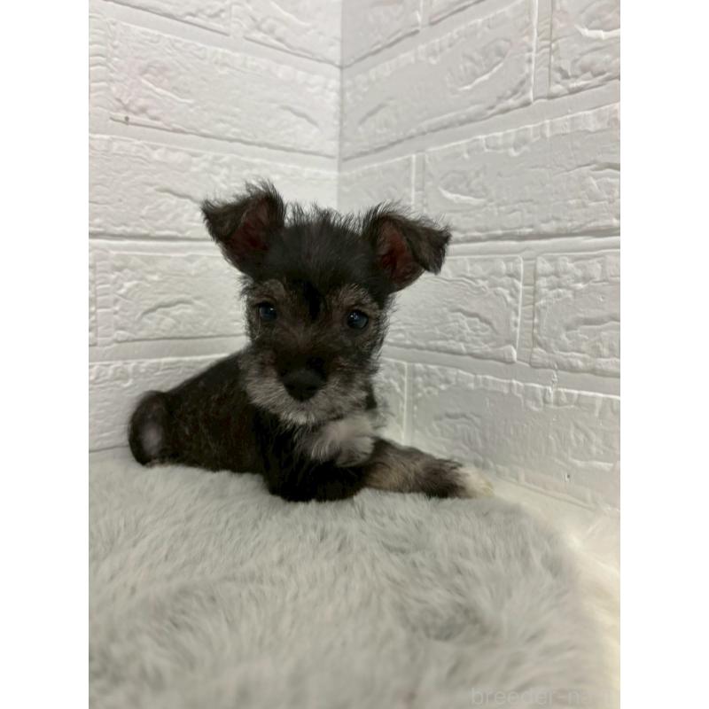 販売中の岡山県のミニチュアシュナウザー-438035の10枚目