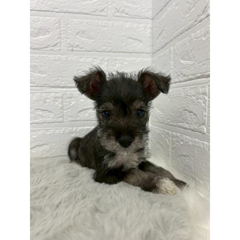 販売中の岡山県のミニチュアシュナウザー-438035の9枚目